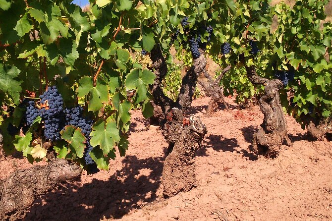Private Experience of Tertulia Bodeguera in La Rioja