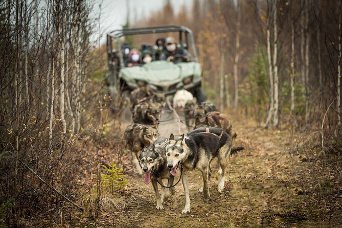Private Fall Foliage Mushing Cart Ride in Fairbanks - Good To Know