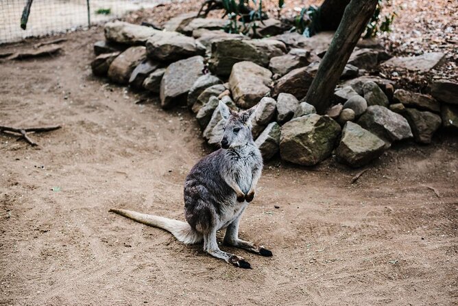 PRIVATE Featherdale Zoo Blue Mountains Scenic World in Luxury Car
