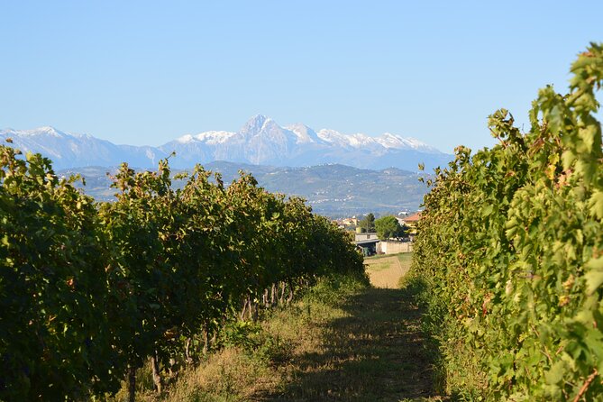 Private Food and Wine Tour in the Cellar With Tastings