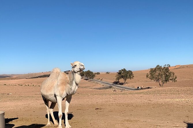 Private: Full Day Atlas Mountains Tour and Agafay Desert - Tour Details