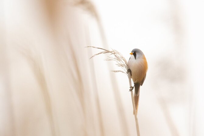 Private Full-Day Bird Watching and Photography by Lake Neuchâtel