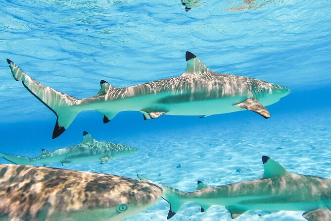 Private Full-Day Lagoon Adventure in Bora Bora With BBQ Lunch