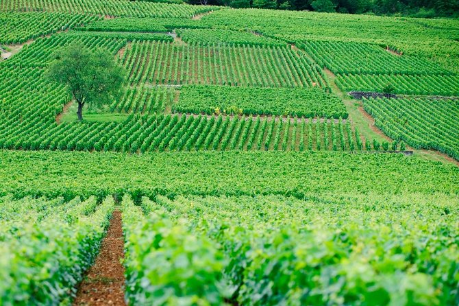 Private Full Day Tour - Côte De Nuits : Pinot Noir Paradise