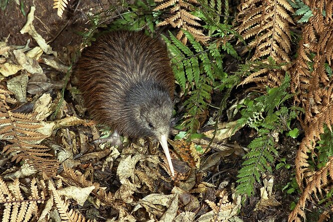 Private Guided Kiwi Encounter in Nga Manu Reserve