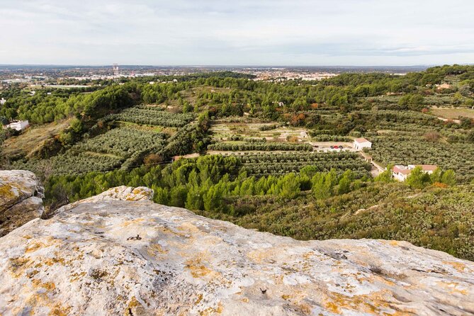 Private Guided Tour, Olive Oil Estate in Salon De Provence. - Background