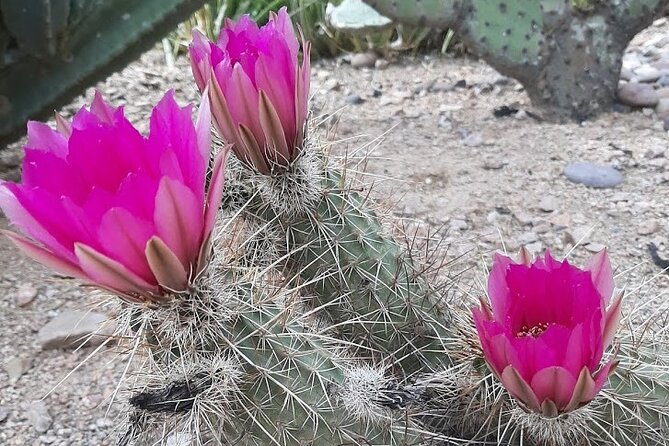 Private Half-Day Apache Trail Tour With Pickup - Tour Overview and Highlights