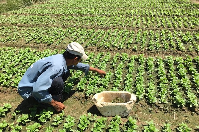 Private Half Day Countryside Guided Tour And Join Cooking Class
