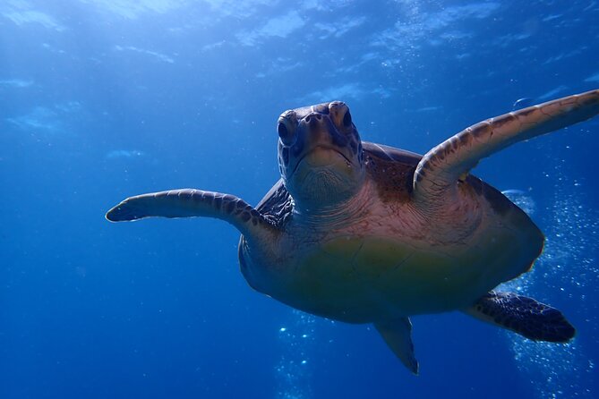 Private Half-Day Guided Snorkeling Charter in St. Thomas - VIP Snorkeling Experience
