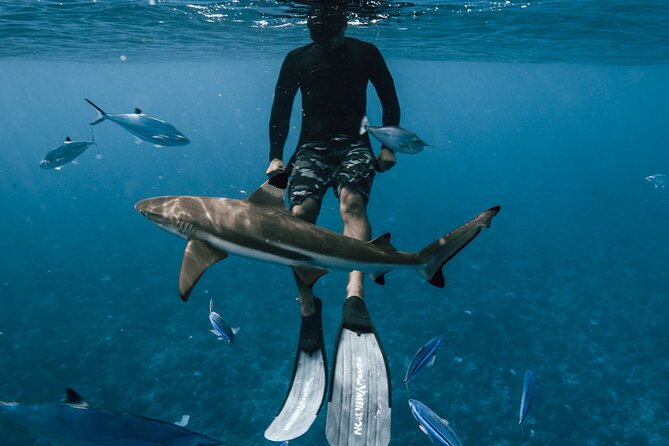 Private Half Day Snorkeling in Moorea - Good To Know