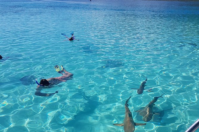 Private Half-Day Snorkeling Tour, Moorea