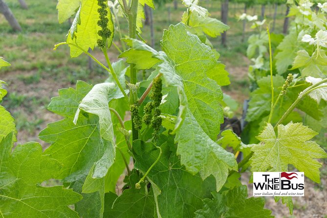 Private Irpinia Wine Tour From Sorrento With Sommelier
