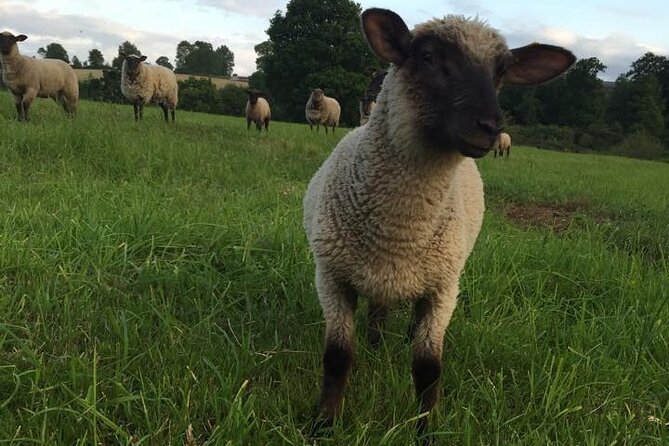 Private Mont-Saint-Michel and D-Day Beaches Tour From Paris - Good To Know