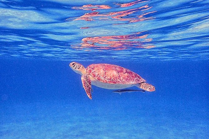 Private Morning Half-Day Snorkeling Trip