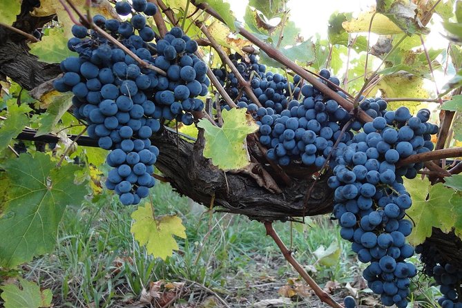 Private Niagara Falls-Niagara-On-The-Lake Day Trip and Winery Tour From Toronto