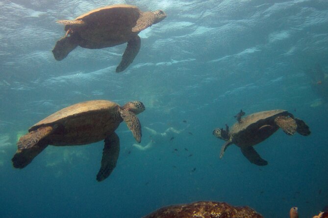 Private Oahu 3hr Guided Swim With Whale, Dolphin, Turtle Trek - Inclusions and Amenities