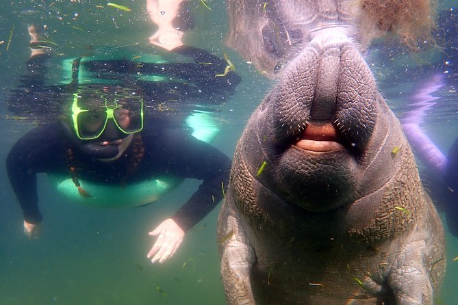 Private OG Manatee Snorkel Tour With Guide for up to 10 People - Good To Know