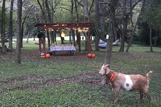 Private Picnic With Goats in Lexington - Good To Know