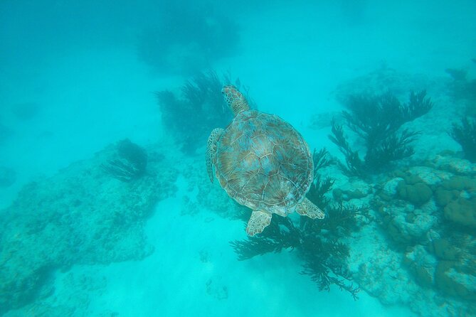 Private Snorkel With 2 Stops in Aruba - Eco-Friendly! - Good To Know