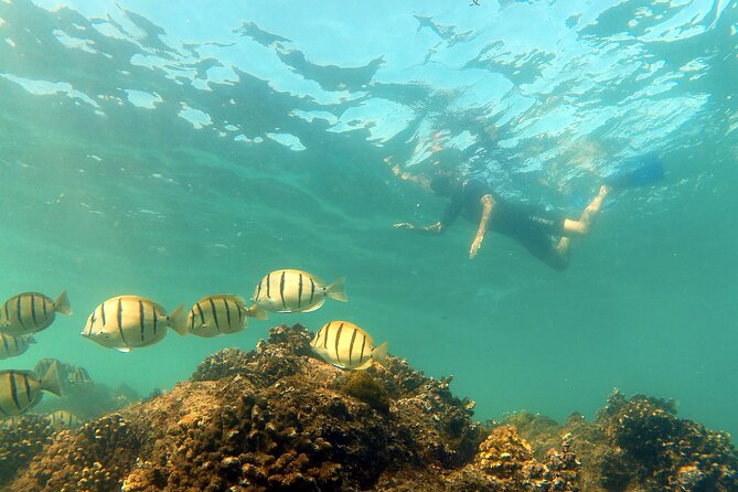 Private Snorkeling Boat Tour in San Jose Del Cabo - Snorkeling Equipment