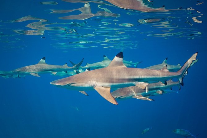 Private Snorkeling Jet
