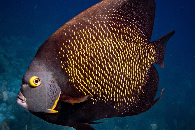 4 Best Snorkeling Experiences In Kralendijk