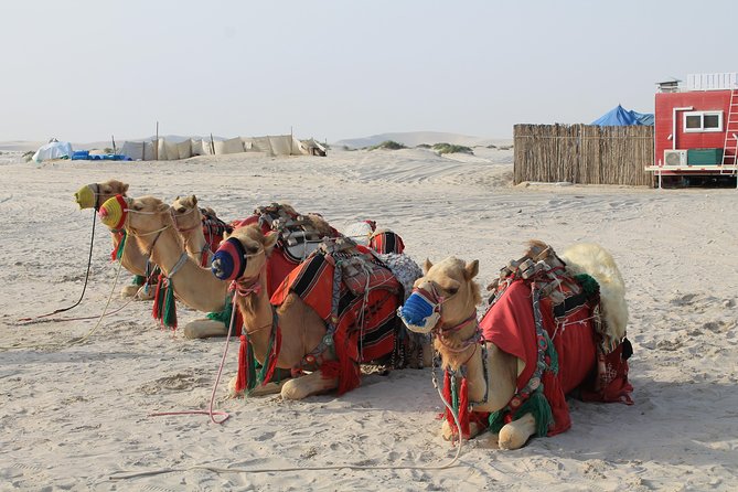Private South Coast Tour With Camel Ride