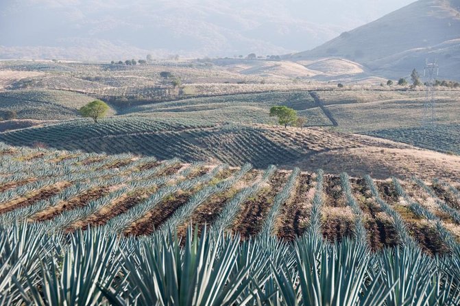 Private Tequila Route Day Trip From Guadalajara - Good To Know