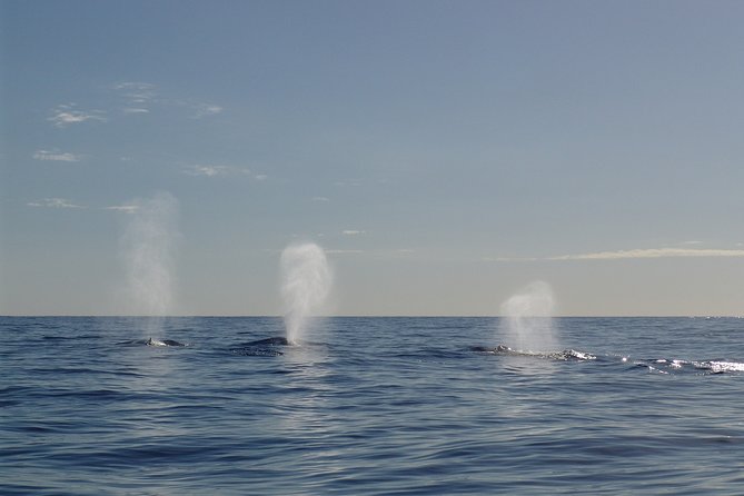 Private Tour Fee to See Whales and Dolphins - Good To Know