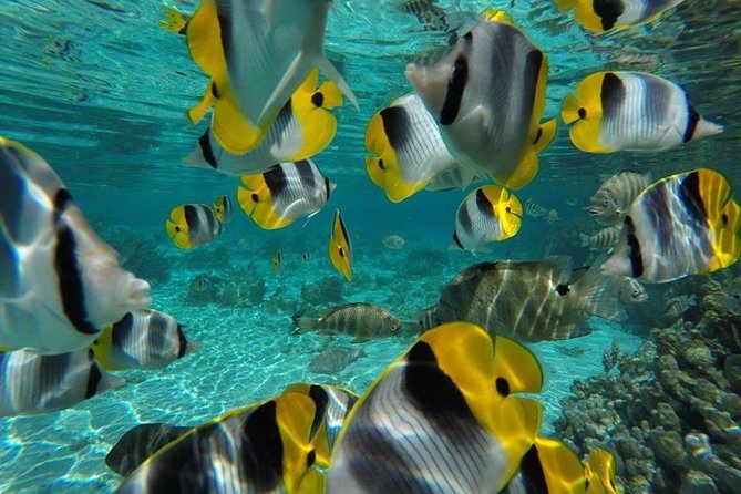 Private Tour From Raiatea - 1/2 Day Excursion to Tahaa or Other