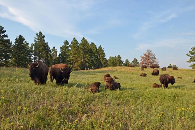 Private Tour of Mount Rushmore, Crazy Horse and Custer State Park