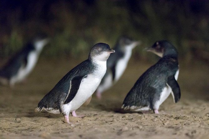 Private Tour: Phillip Island, Penguin Parade and Moonlit Sanctuary Conservation Park From Melbourne - Good To Know