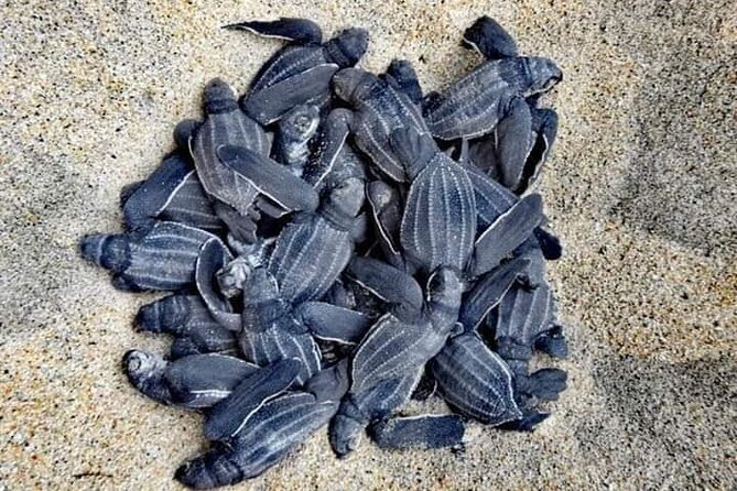 Private Tour to Release Turtles With Tickets Included - Good To Know