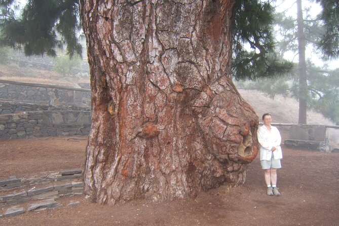 Private Tour to Teide in a Luxury Vehicle - Tour Highlights