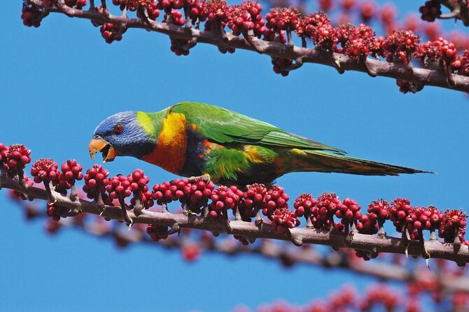 Private Tour: Tropical Rainforest and Waterfalls Day Trip From Cairns - Good To Know