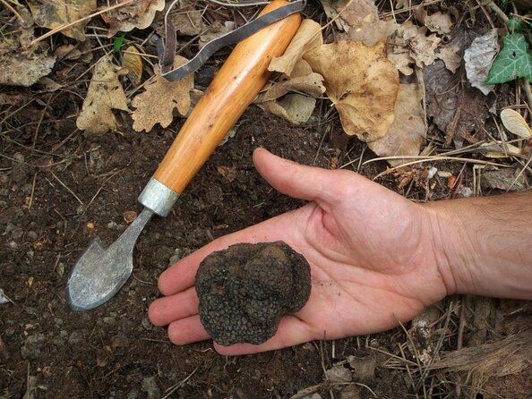 Private Tour: Truffle-Hunting Experience From Sorrento With Lunch - Good To Know