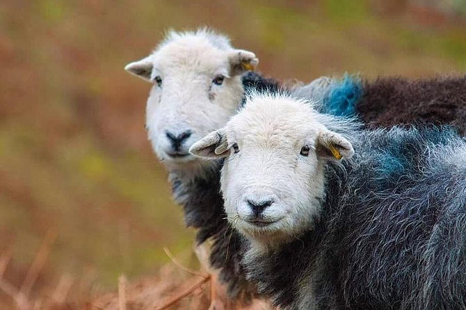Private Tour: Winter Lake District Day Trip From Windermere - Good To Know