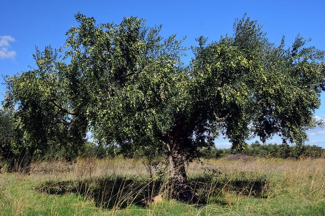 Private Tour:Visit of Agricultural Farm and Free Time in Olympia