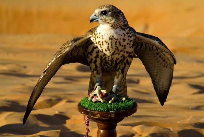 Private Trip to Abu Dhabi Mosque and Falcon Hospital - Good To Know