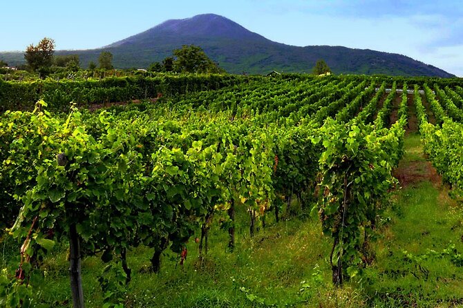 Private Vineyard Tour and Lunch With Dedicated Sommelier and Private Trasport