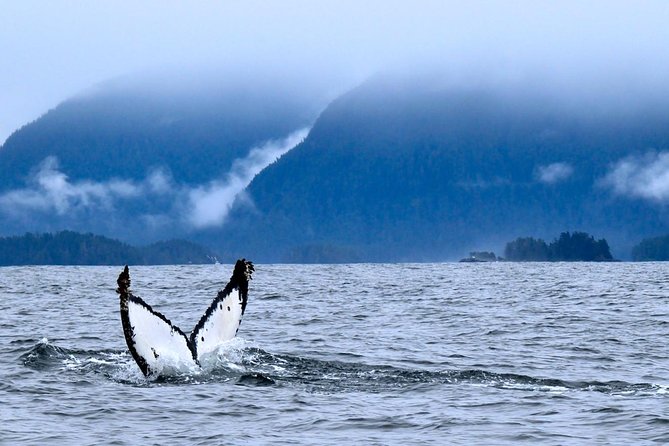 Private Whale Watching and Marine Wildlife Tour - Good To Know