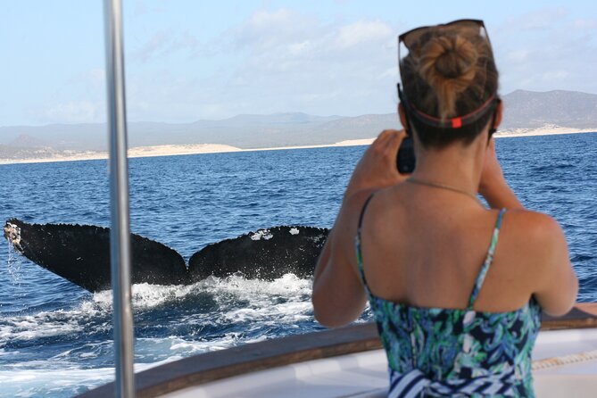 Private Whale Watching in San José Del Cabo - Good To Know