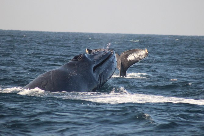 Private Whale Watching Tour in Puerto Vallarta - Good To Know