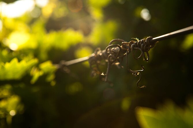 Private Wine & Food Pairing at Silva Winery (10 Labels) - Terms and Conditions