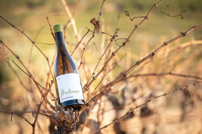 5 Best Wine Tours In Perpignan