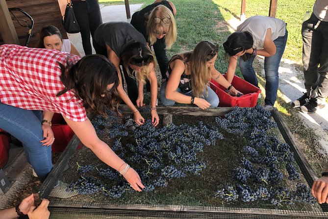 Private Wine Tour With a Sommelier From Assisi - Dinner Included in Montefalco - Good To Know