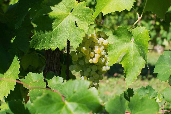 Prosecco Wine Tour. Full Day From Venice