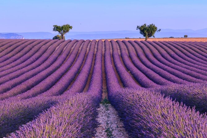 Provence – Lavender Fields Private Extended Full-Day Tour - Good To Know
