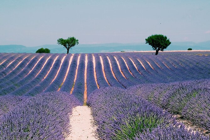 Provence, Vineyards & Lavender Fields Private Day Trip - Good To Know