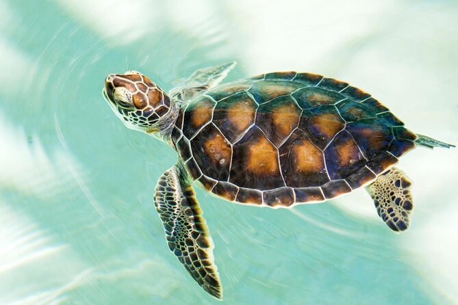 Puerto Angel Exotic Animal Wildlife Experience